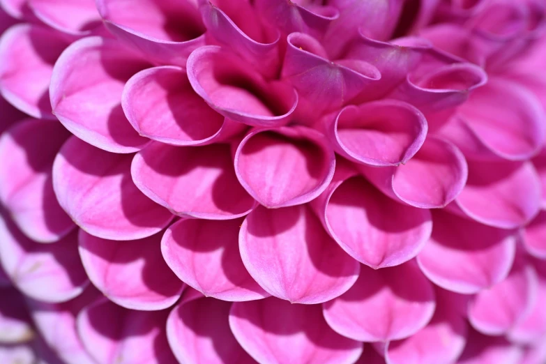 a large pink flower with lots of stamens