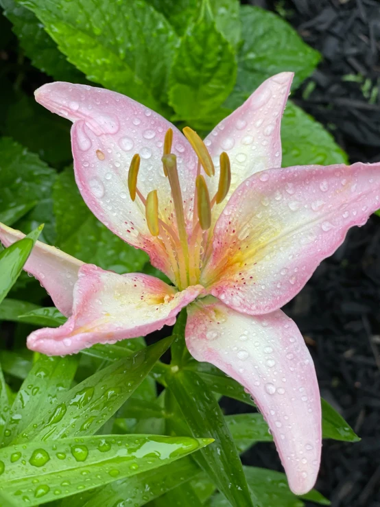 closeup of flower with rain drops on leaves