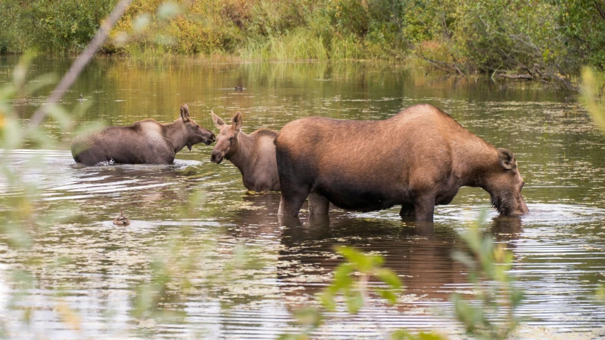 two brown animals in water next to some brush