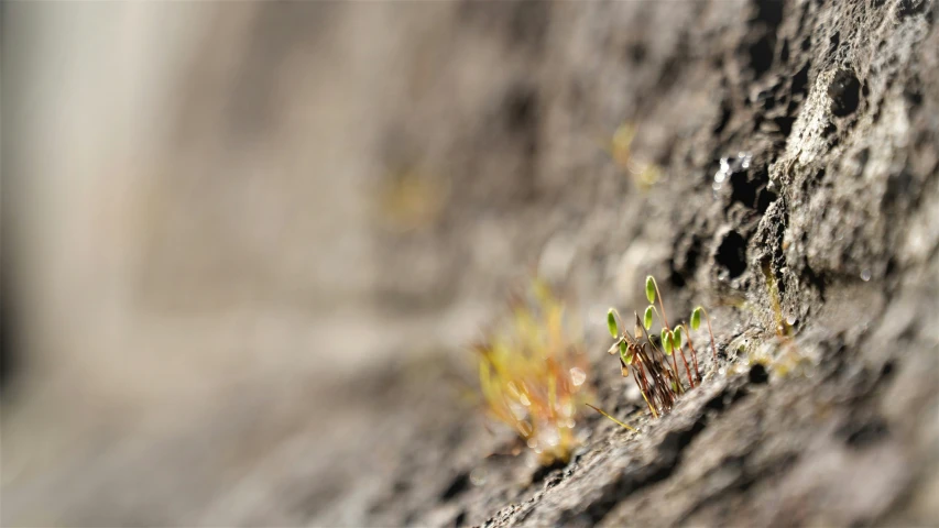 green grass growing on rock surface near wall