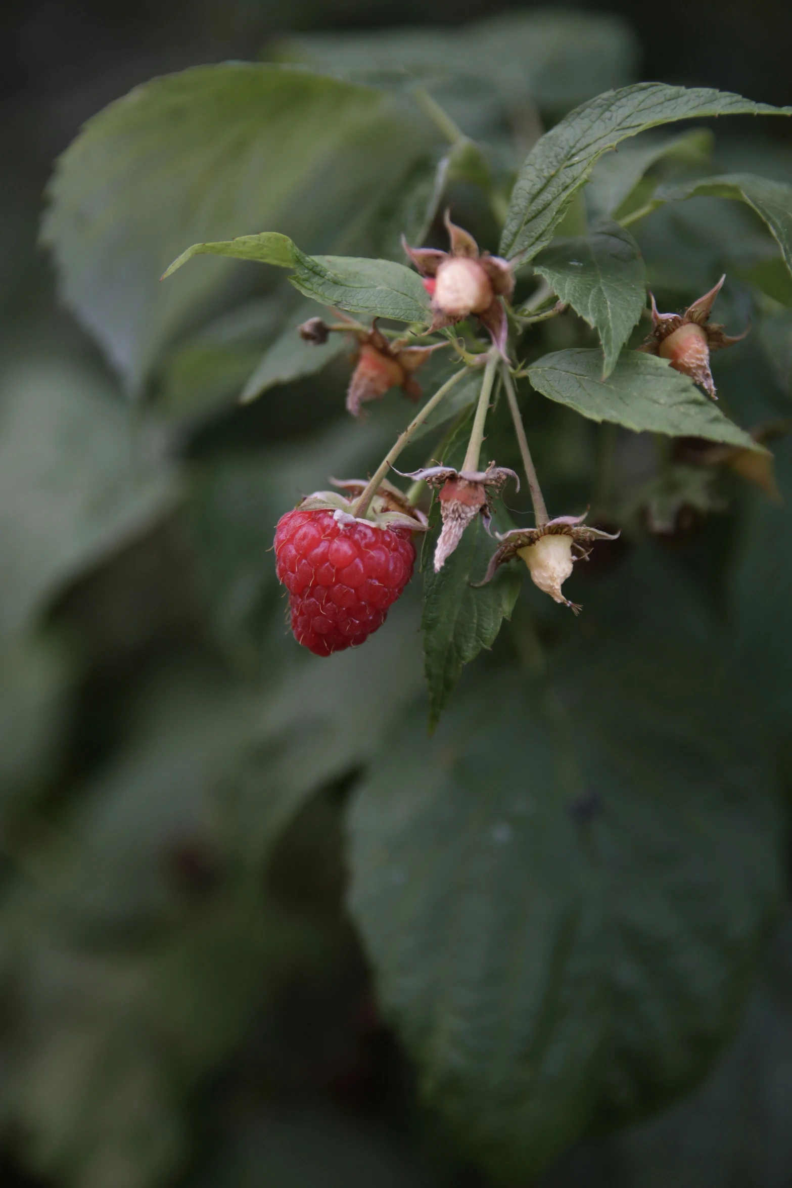 red fruits that have already been picked from the tree