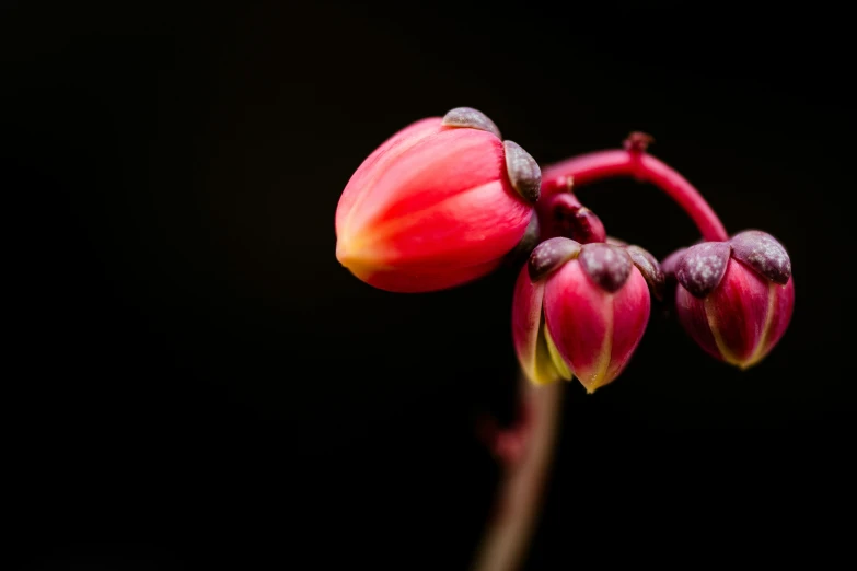 close up of a flower that looks like a flower