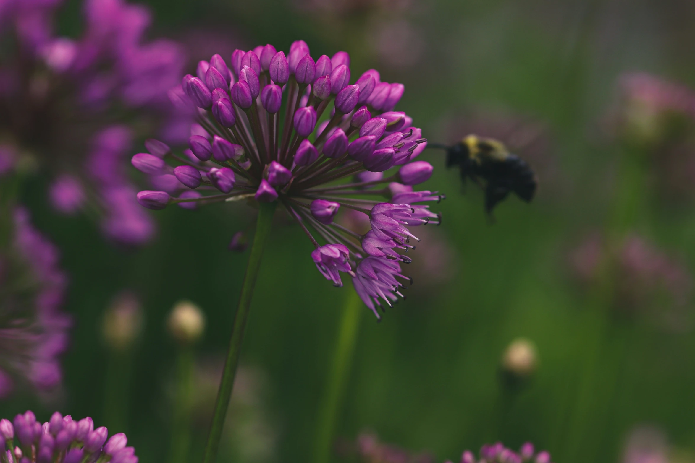 a bee that is standing near a bunch of flowers