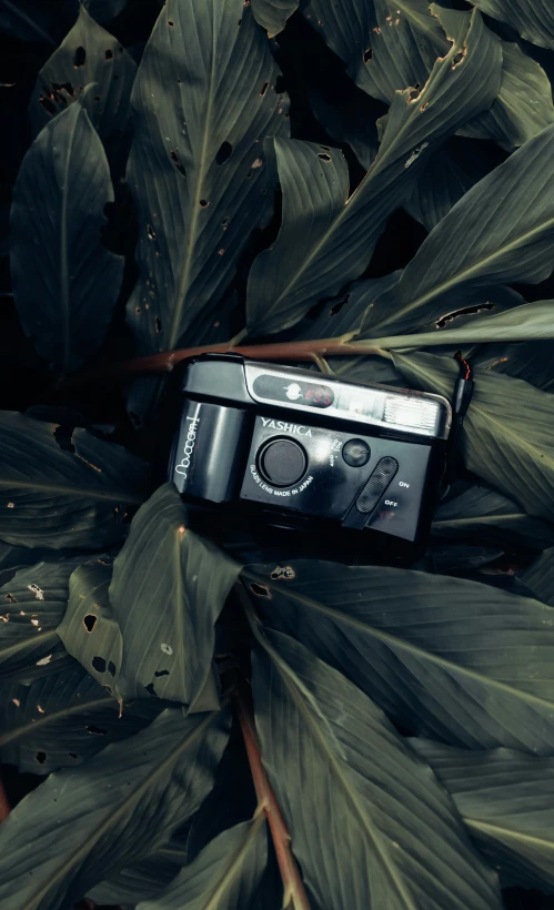 a camera sitting in the middle of plants