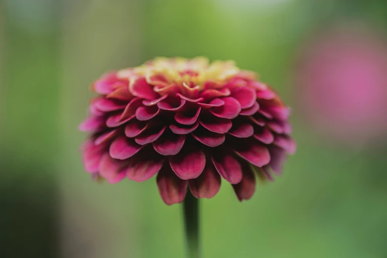 a very large flower with pink and yellow petals