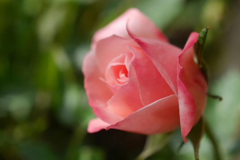a pink rose is blooming from the side of its bloom