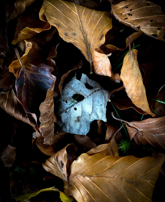 a frozen blue donut surrounded by leaves