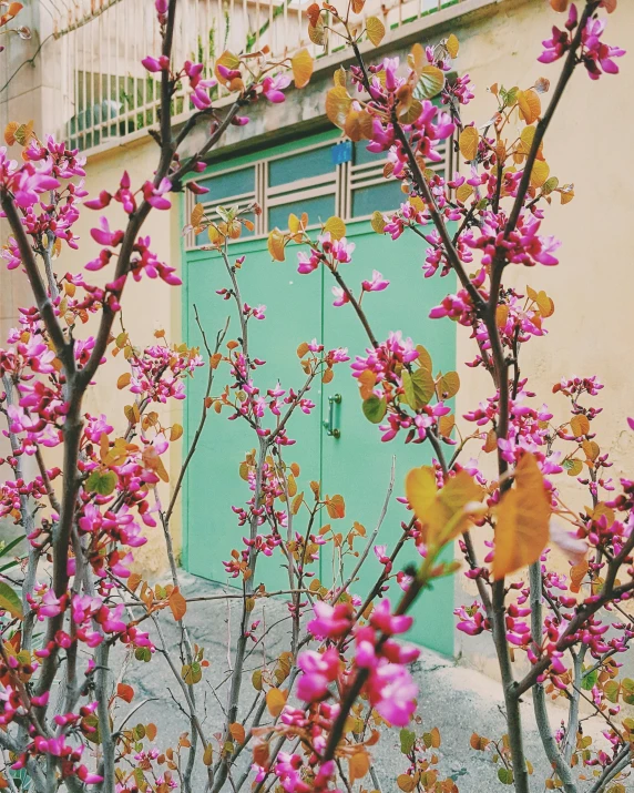 colorful flowery tree in front of door in urban setting