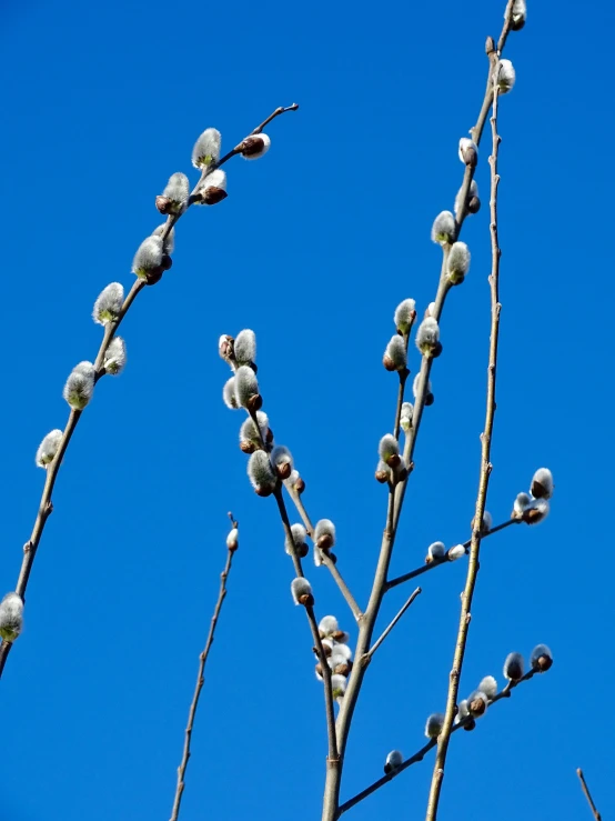 a clear blue sky is pictured behind buds on a tree