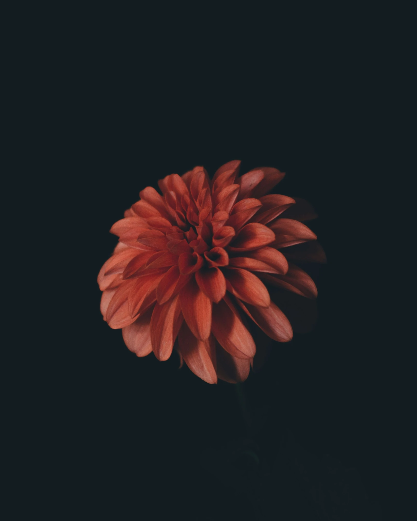 the large red flower is in the dark