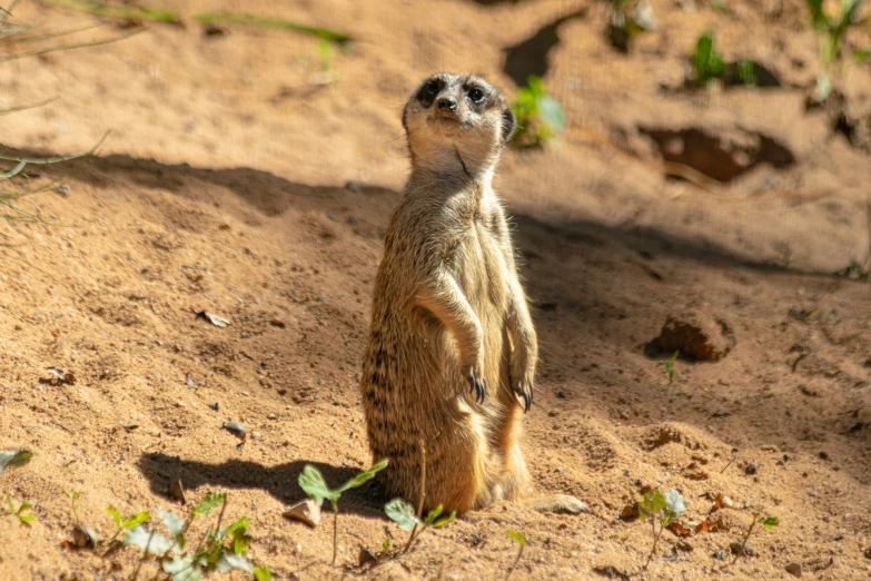 a meerkat sitting and looking up into the sky