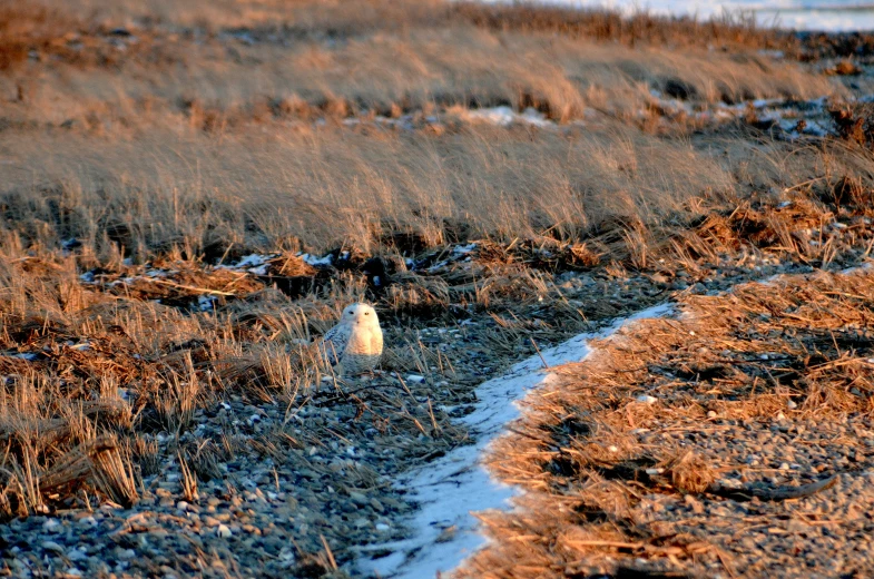 a snowy path going through dry grass by water