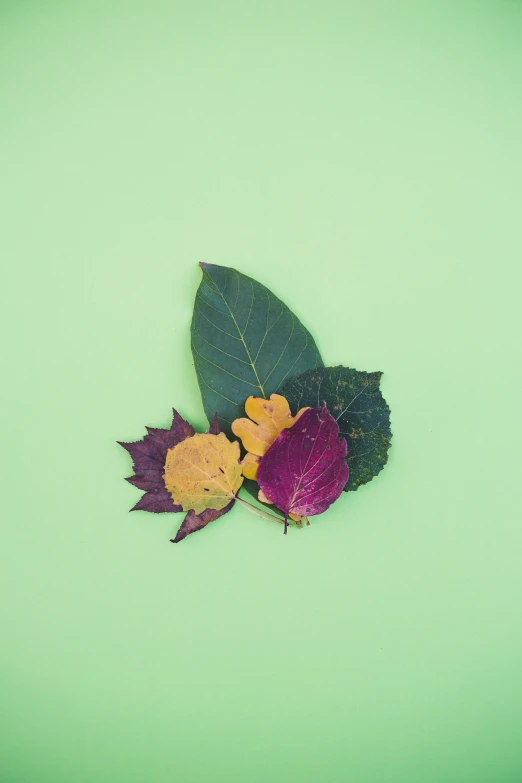 a bunch of colorful leaves are lying down on a green background