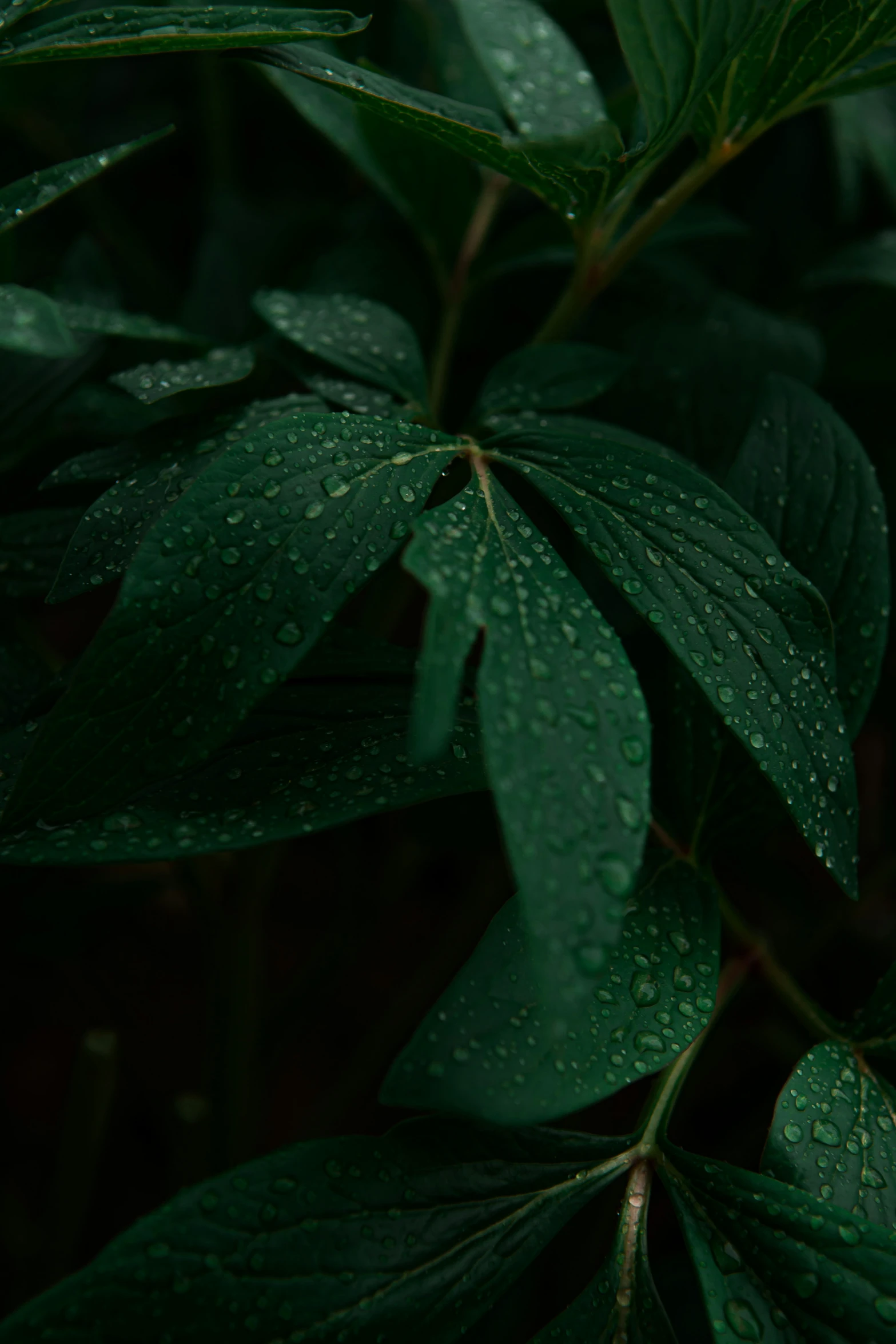 there is a leaf covered with water drops