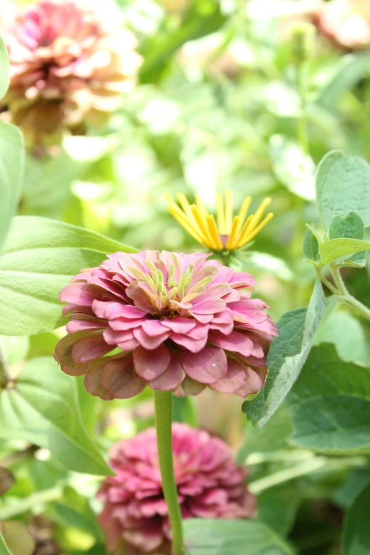 a group of flowers with green leaves on top