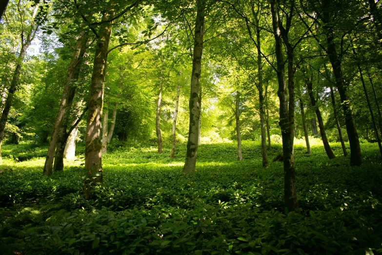 a sunny green forest with lots of tall trees