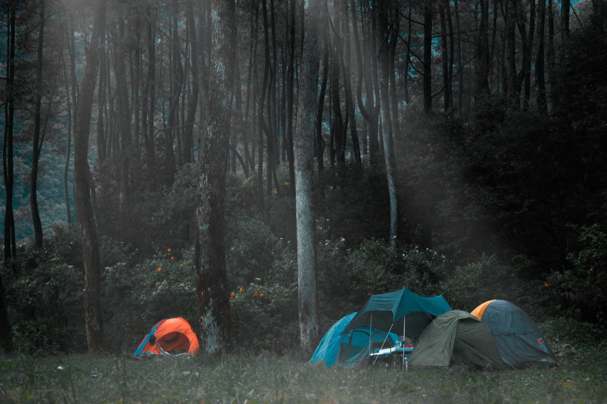 there are many tents in the dark woods