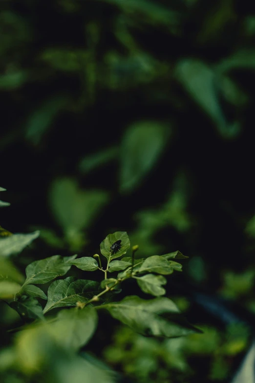 a close up of a small leafy plant on tree nches