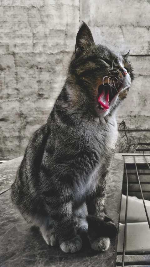 a cat with its mouth open and growling