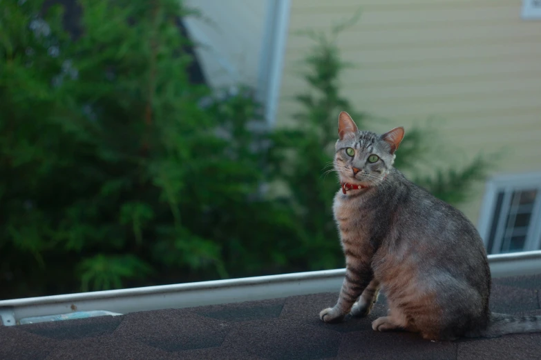 a cat on the roof of a house