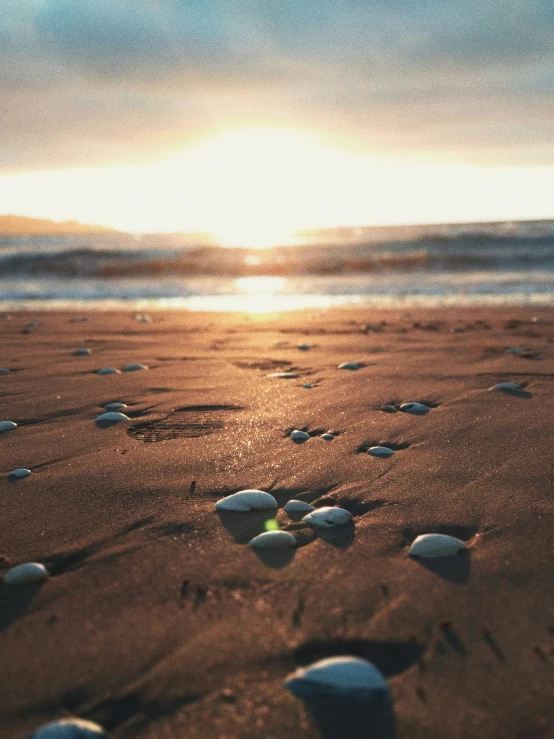 many shells are on the sand of a beach