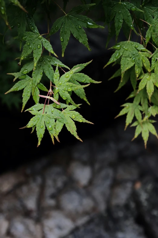 a large leafy tree with some water droplets on it