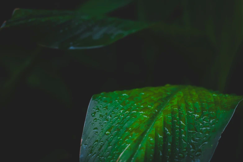 a single green leaf with water droplets