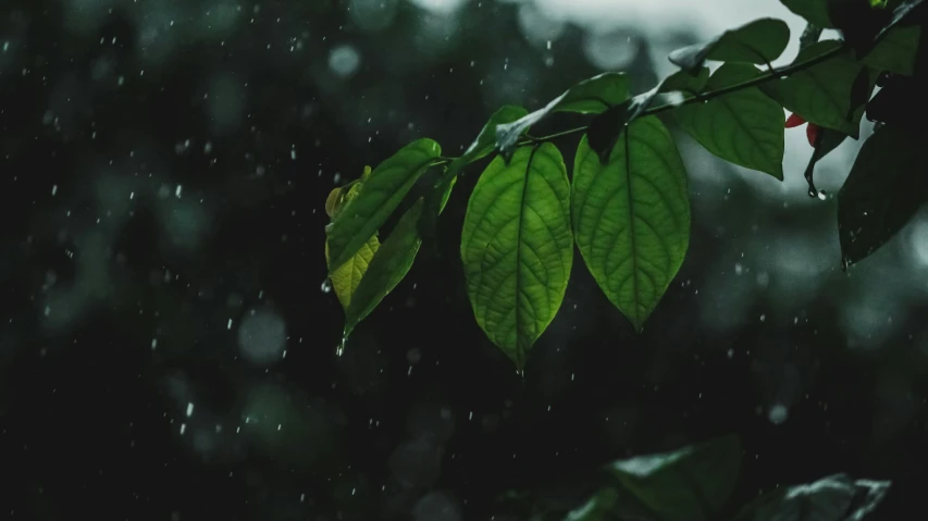 a leaf with green leaves and rain in the background