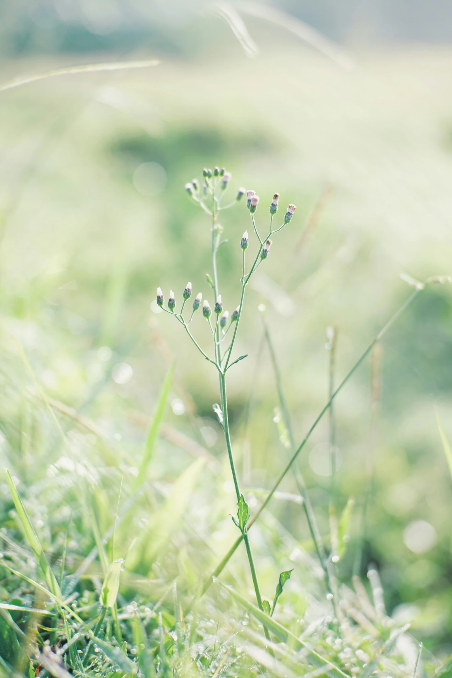 a grass flower in the sun outside