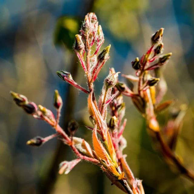 flowers blooming on an unripe nch with water droplets