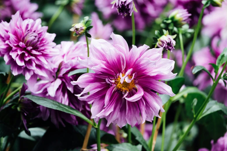 a bunch of flowers that are purple and green