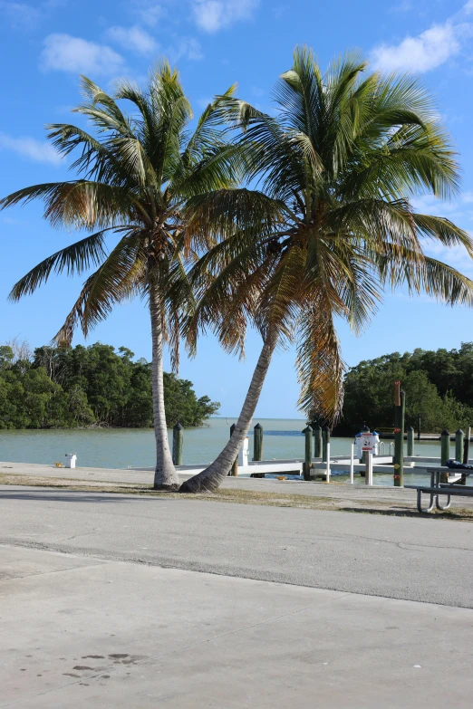 a palm tree on the beach with the ocean in the background