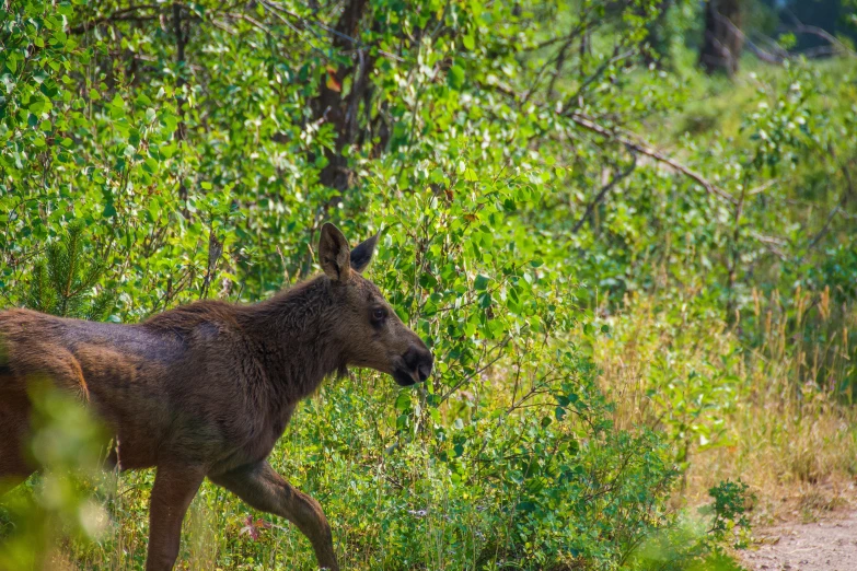 a small horse standing in the woods near some vegetation