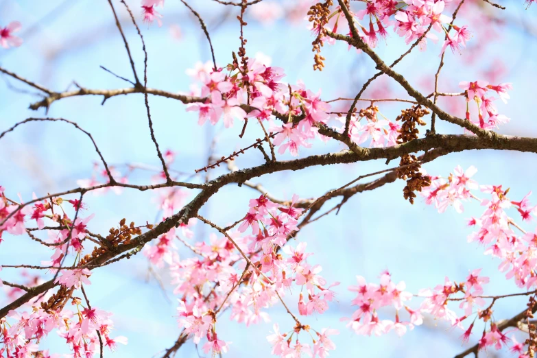 pink blossoms with thin nches against blue sky