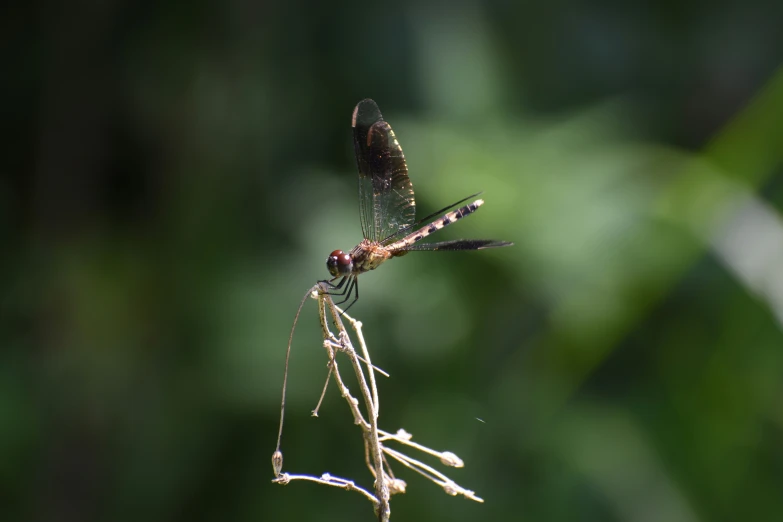 a close - up view of the back of a red dragon fly