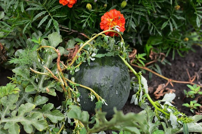 orange flowers grow from a rock in the bush