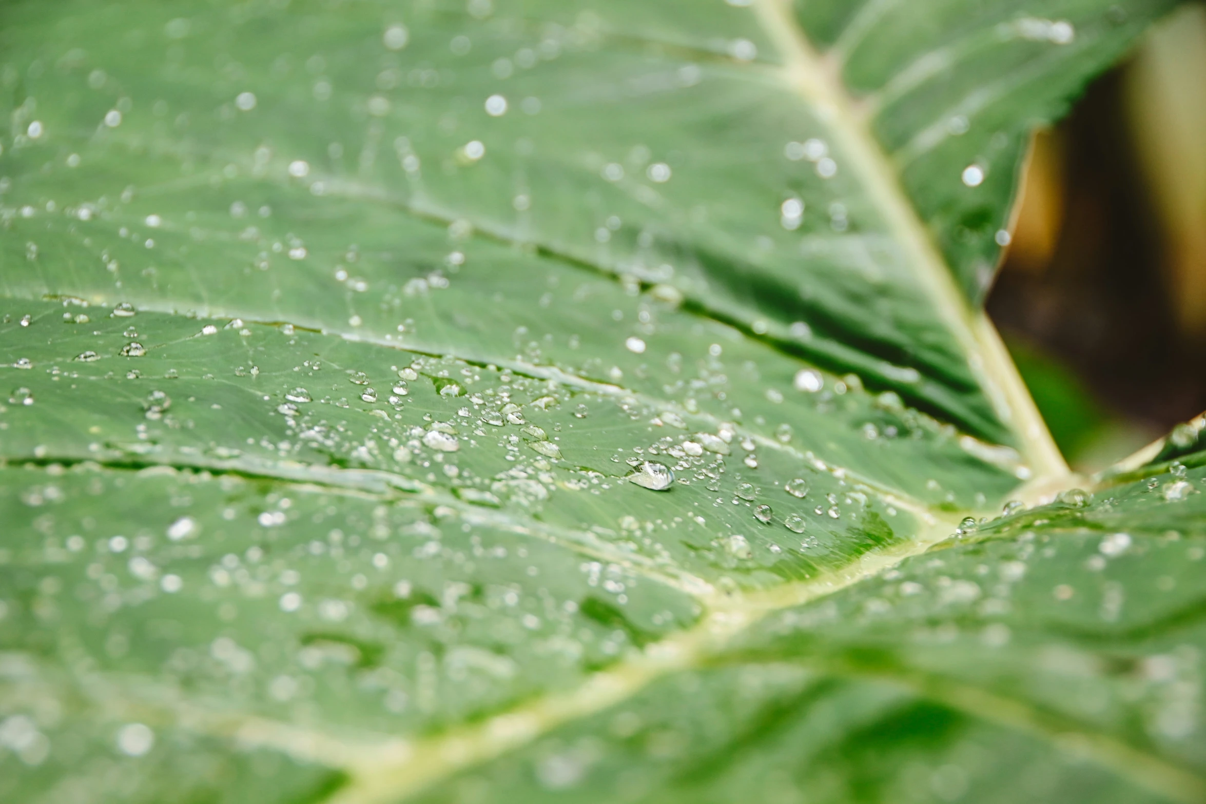 water droplets on leaves in the daytime