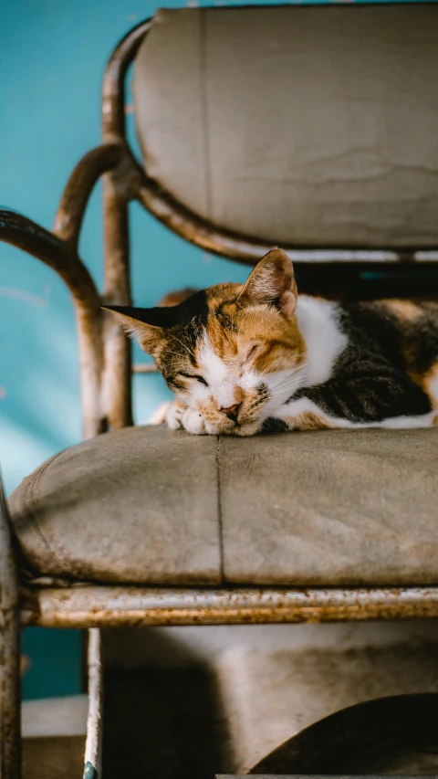 a cat sleeping on a chair by itself