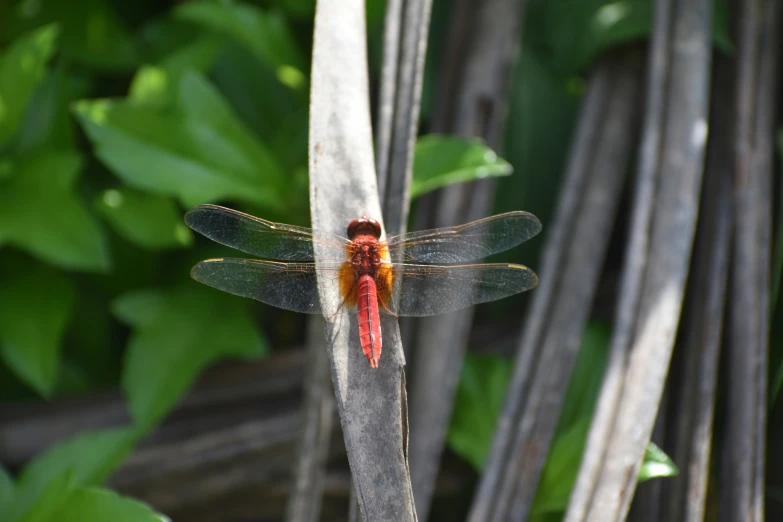 the colorful dragonfly is perched on a stick