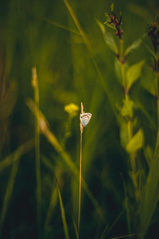 there is a small white erfly perched on a stem in the grass