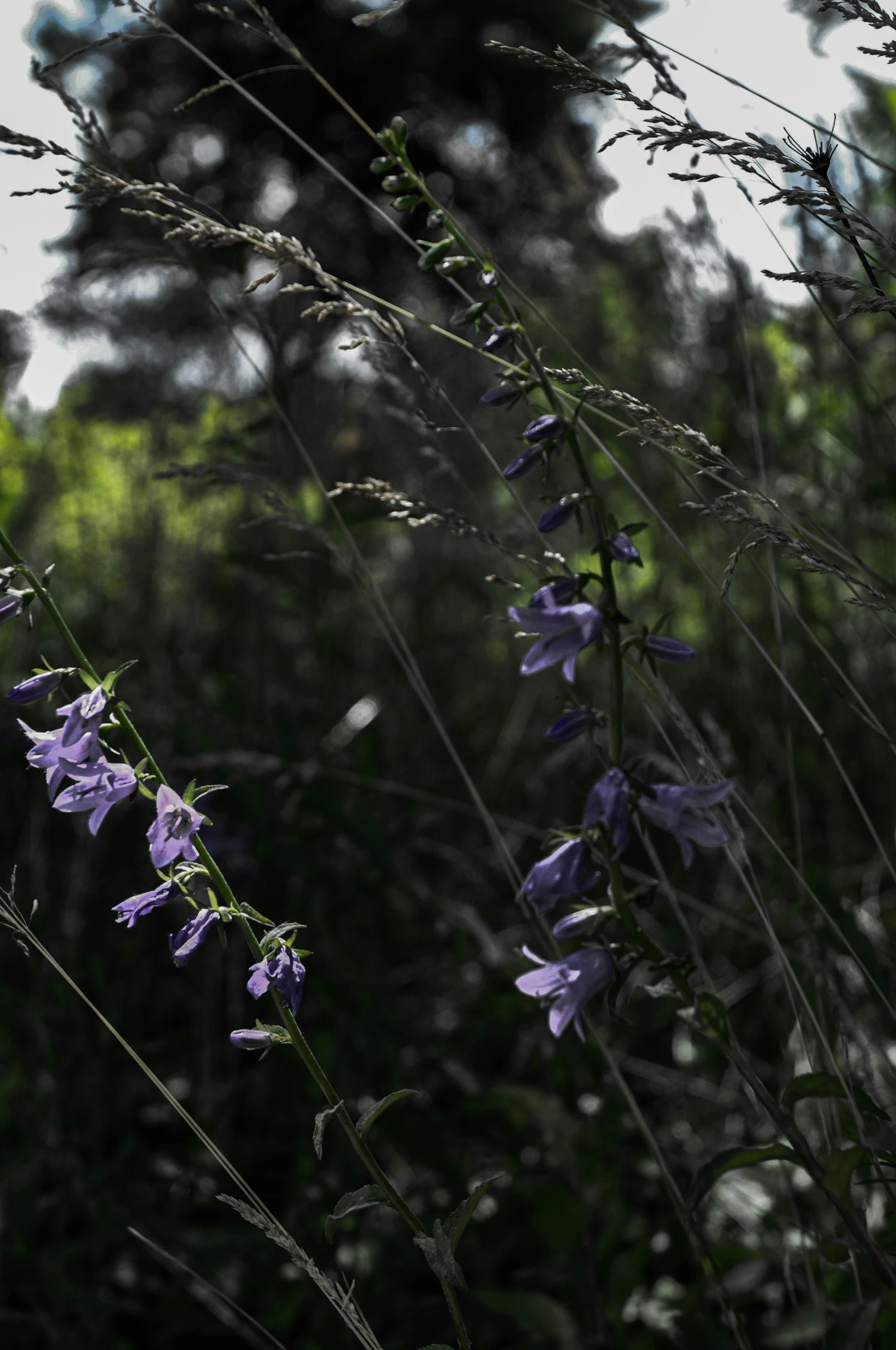 purple flowers in tall weeds on a sunny day