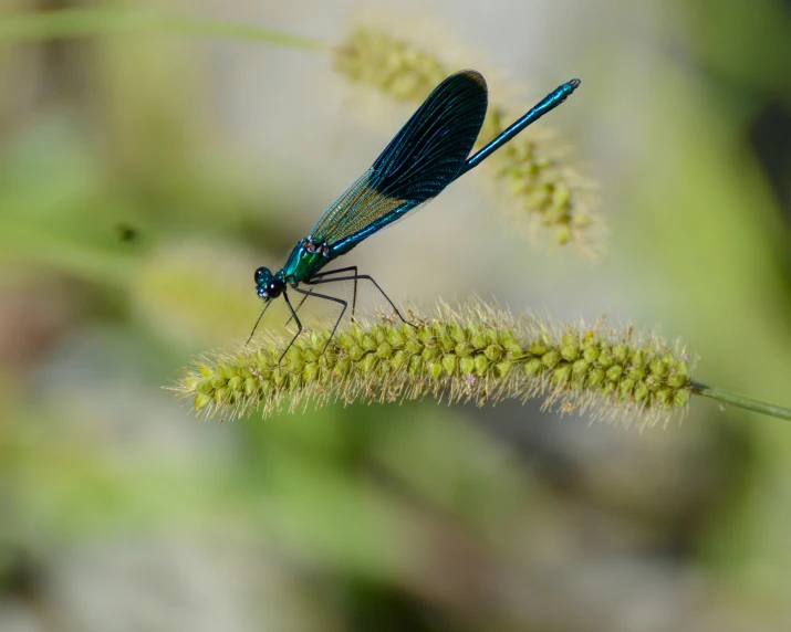 the dragonfly sits on a stem with grass in front of it