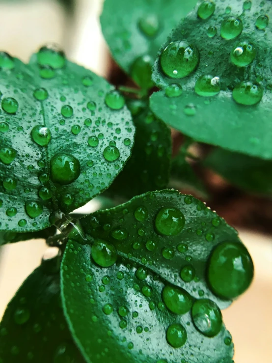 a green plant with lots of rain drops