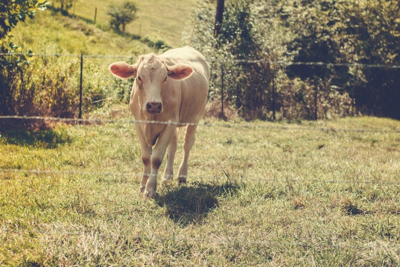 a brown cow in a field with trees