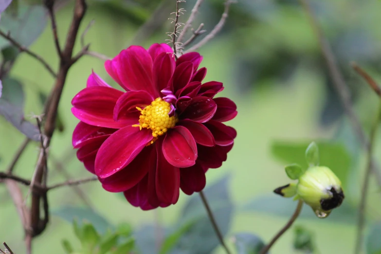 two red flowers next to each other on some thin nches