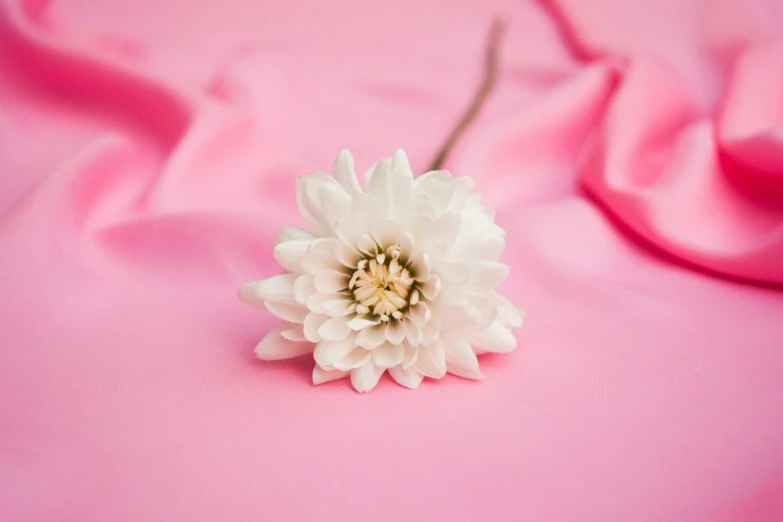 a single white flower sits on top of pink fabric