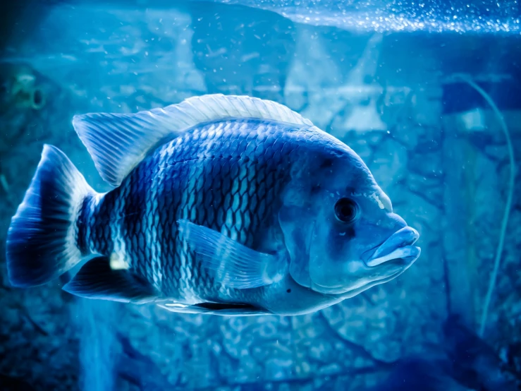 a blue fish in a tank full of water