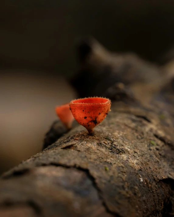 a tiny orange flower sticking out of the bark of a tree