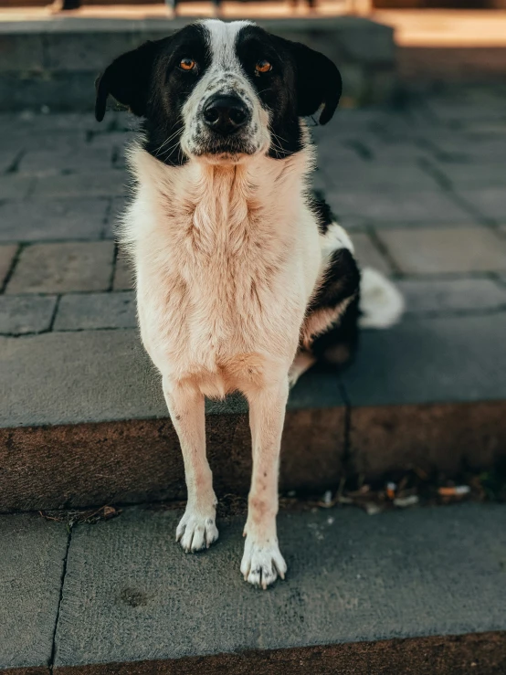 a dog sitting on a step next to a brick sidewalk