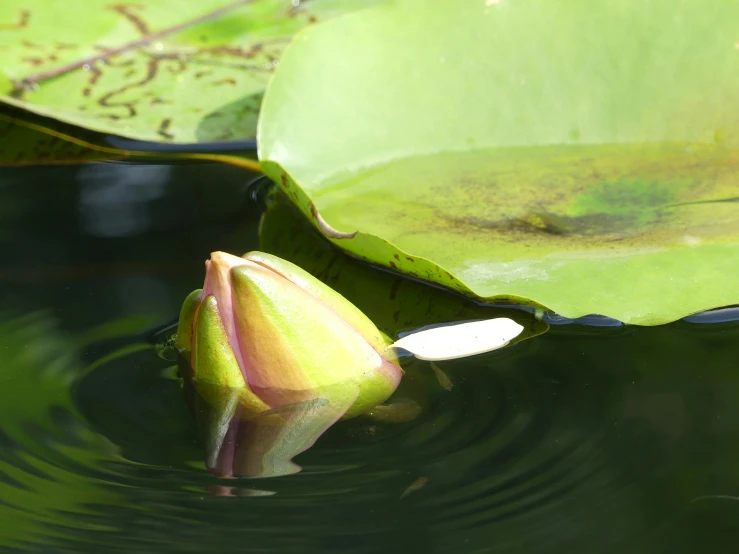 a lotus flower that is floating on some water